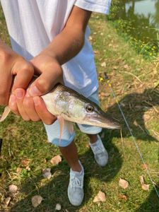 Pike Characin