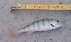 European Perch