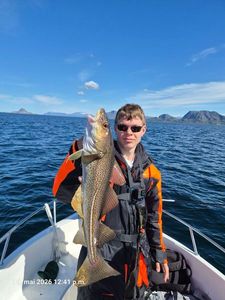 Atlantic Cod (Baltic)