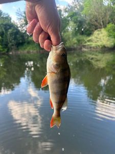 European Perch