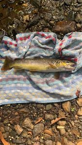 Brown Trout