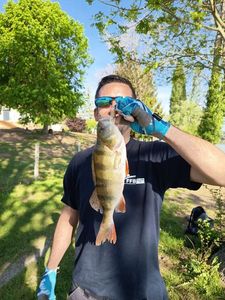 European Perch