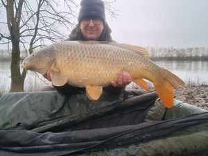 Common Carp