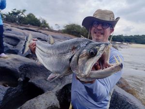 Payara