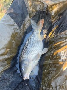 Common Carp