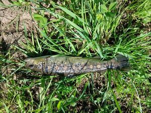 Brown Trout