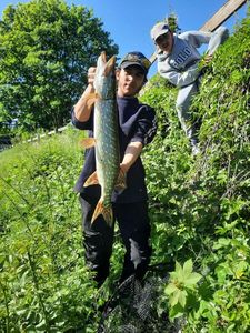 Northern Pike