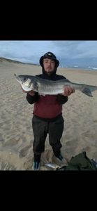European Bass (Seabass)