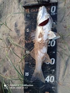 European Bass (Seabass)