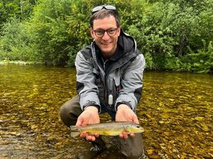 Brown Trout