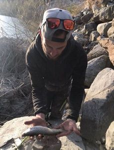 Brown Trout
