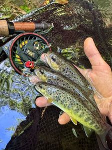 Brown Trout