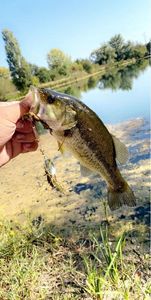 Largemouth Bass