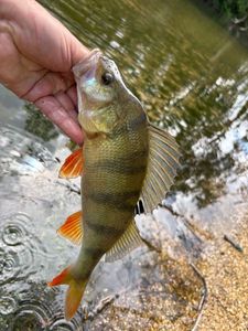 European Perch