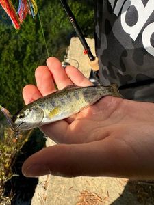 Brown Trout