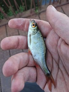 Roach