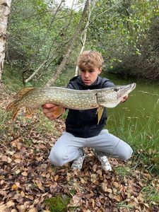 Northern Pike