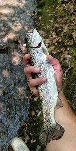 Rainbow Trout