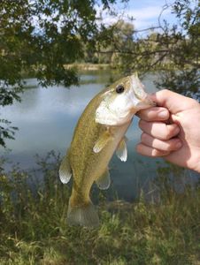 Largemouth Bass