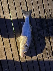 European Bass (Seabass)