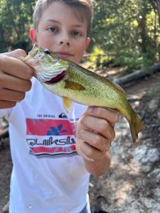 Largemouth Bass