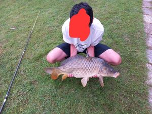 Common Carp