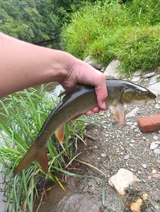 Barbel