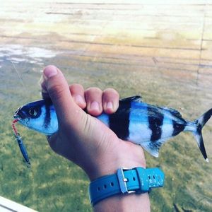 Pilotfish