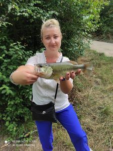 Largemouth Bass
