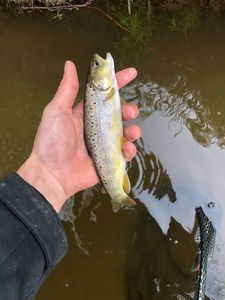Brown Trout