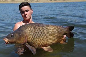 Common Carp