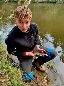 Brown Trout