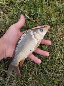 Mirror Carp