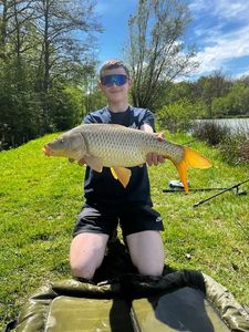 Common Carp