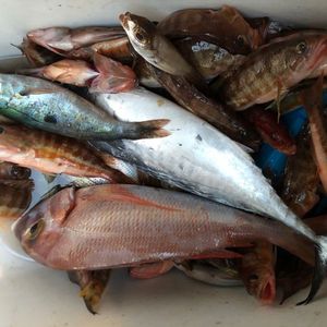 Axillary Seabream