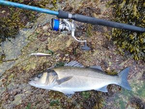 European Bass (Seabass)