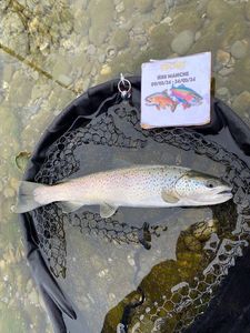Brown Trout