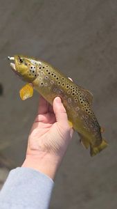 Golden Trout