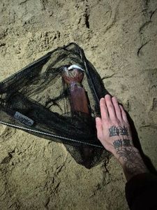European Squid