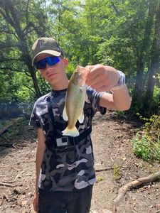 Largemouth Bass