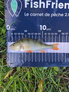 European Perch