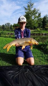 Common Carp
