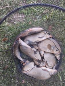 Common Bream