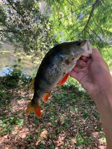 European Perch