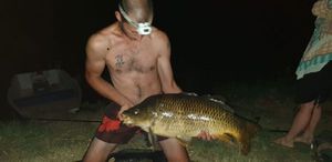 Common Carp