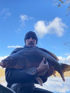 Mirror Carp
