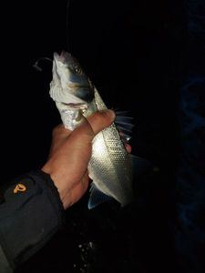 European Bass (Seabass)