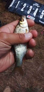 Roach