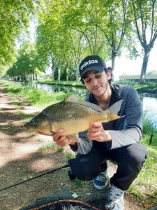 Mirror Carp