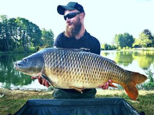 Common Carp